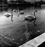 Swans on the River Wharfe at Otley